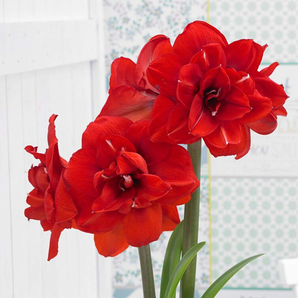 Amaryllis 'Double King'